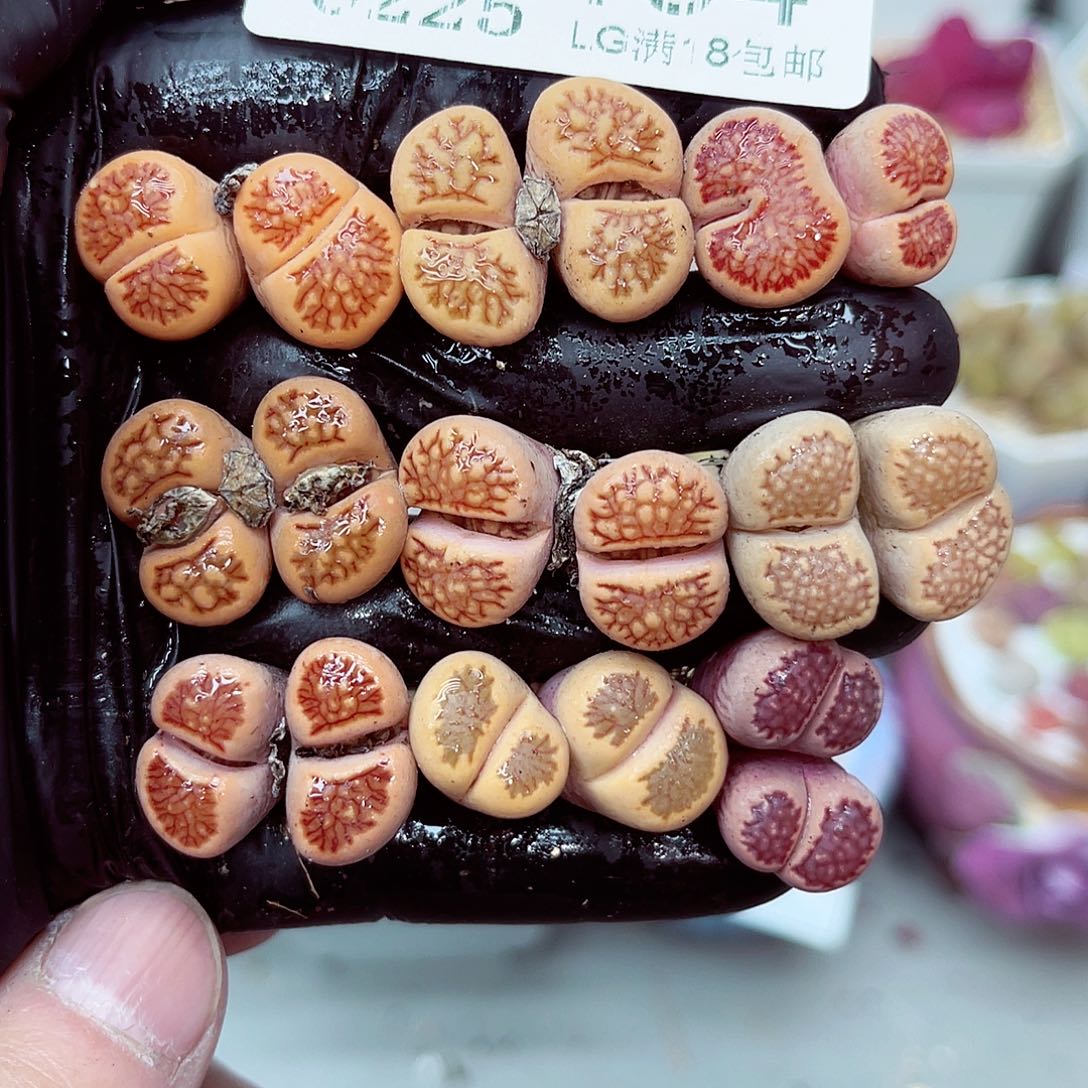 郎哥多少生石花25-104