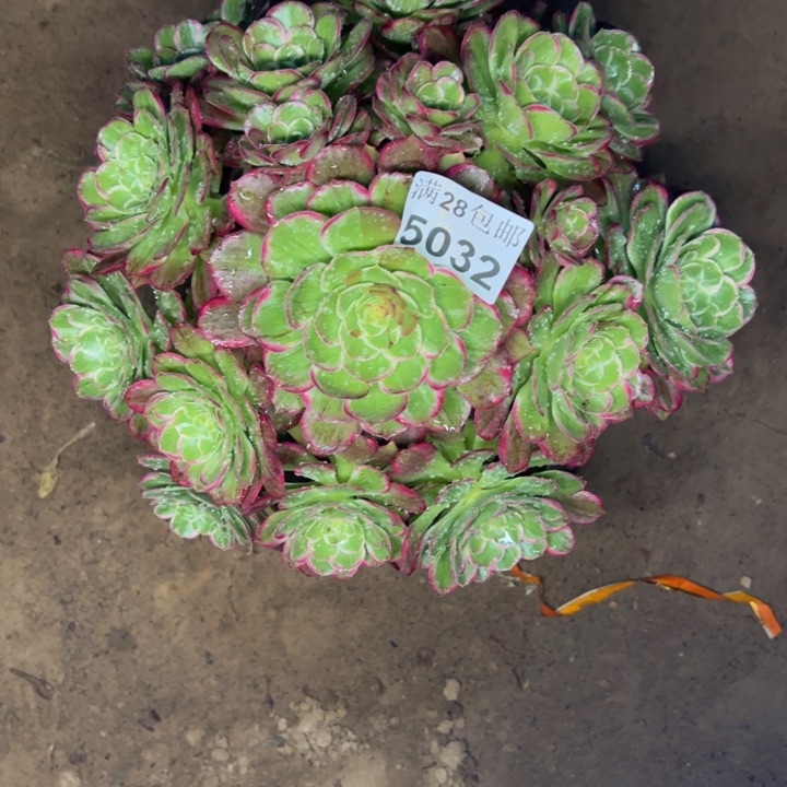 5032水晶莲花多肉植物