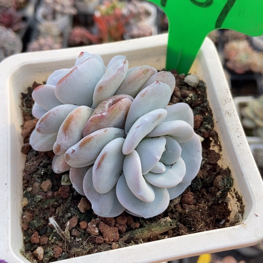 787雪莲多肉植物多肉植物