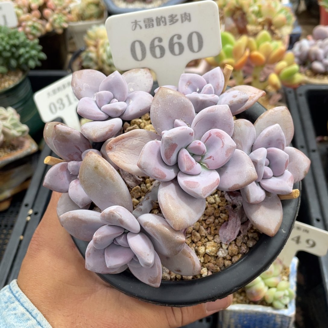 0660桃霜不带盆12厘米