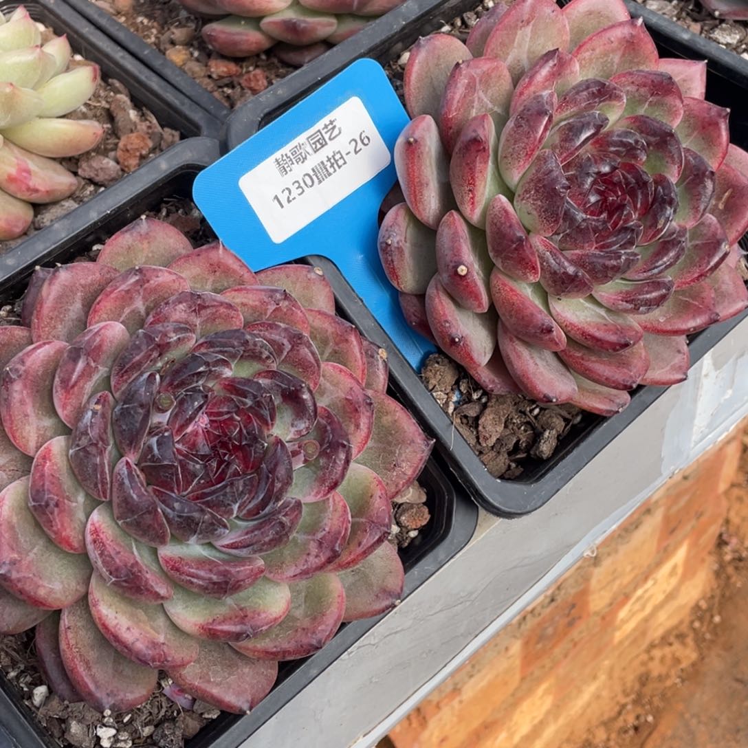 1230-26-红色魅影优选黑橙大单头一颗