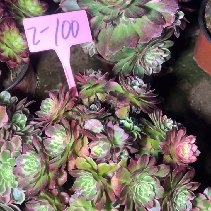 2-100莲花座多肉植物