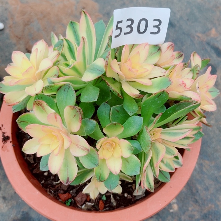 荷花多肉发货发货