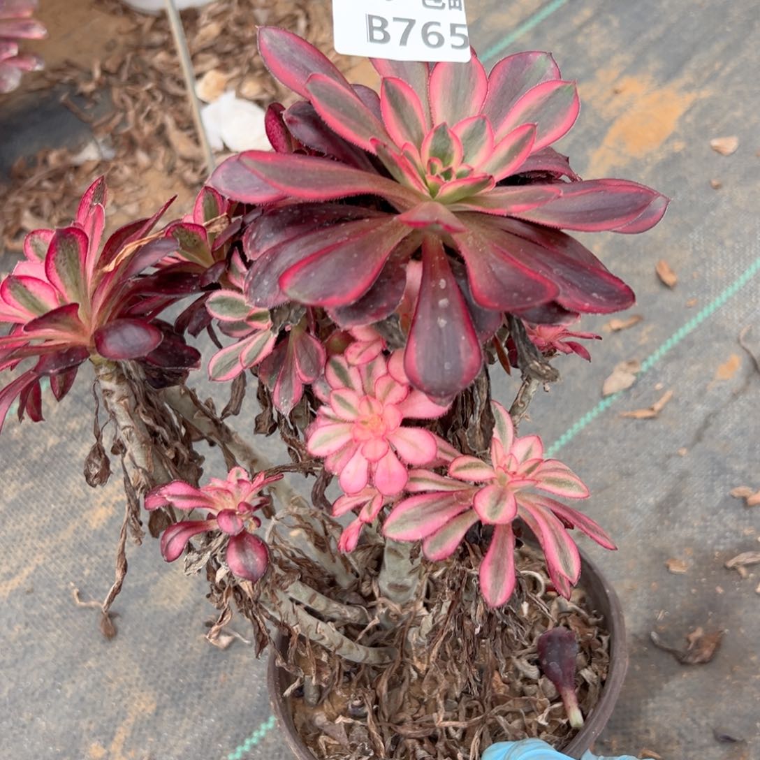 765香奈多肉法师