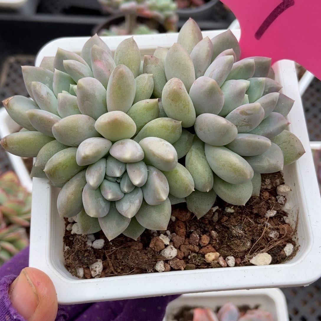 7奶糖多肉植物多肉植物