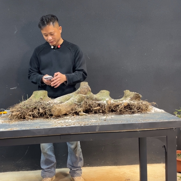 *****无花朵朴树朴树朴树朴树