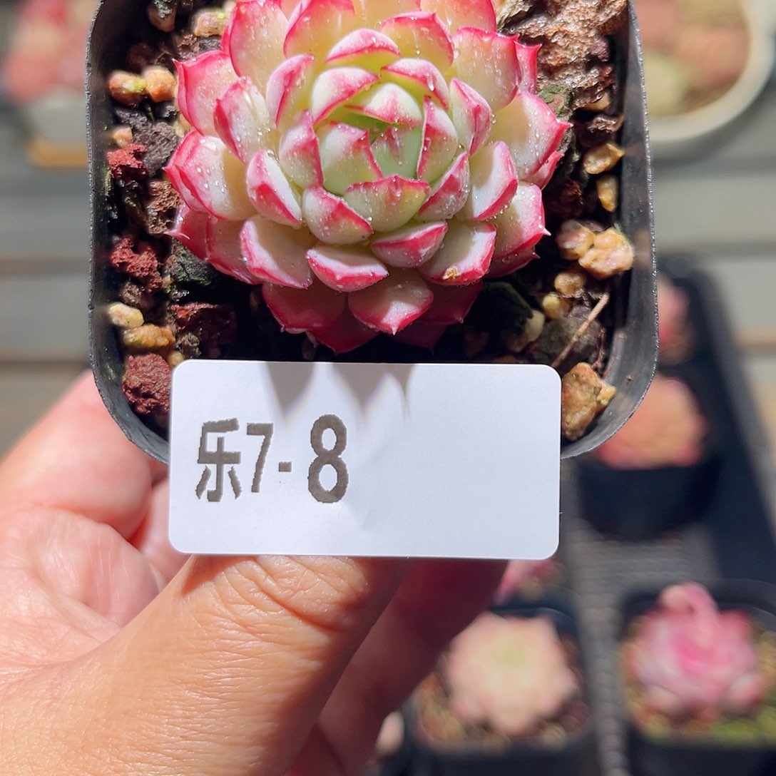 乐7-8 桃花雨单头