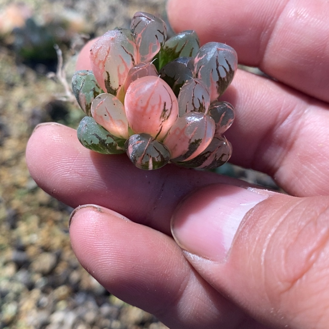 启***明2558 一颗福利。  