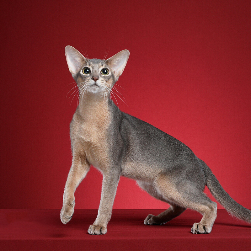 【太阳神阿比猫】蓝色阿比西尼亚猫幼猫猫咪专拍