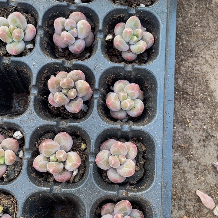 小咖啡豆1.5带土发