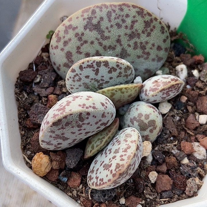 多肉植物大花蛋773