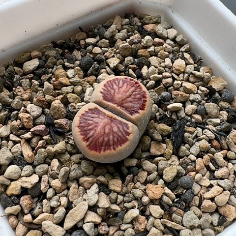 3525，菊红窗菊花纹母本带盆