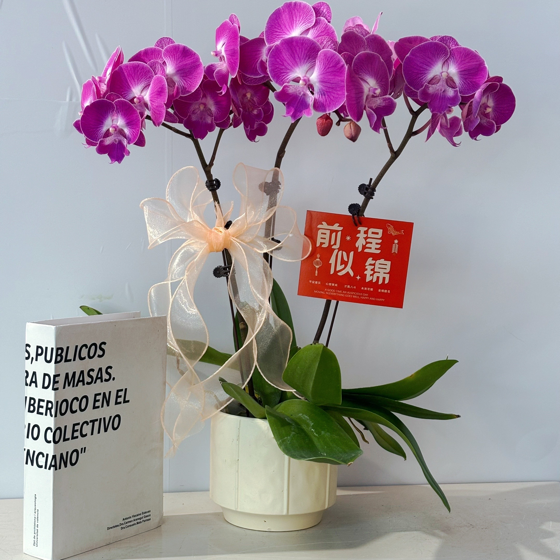 胜花【开口笑】蝴蝶兰盆栽花卉观花植物室内四季开花陶瓷盆2-3