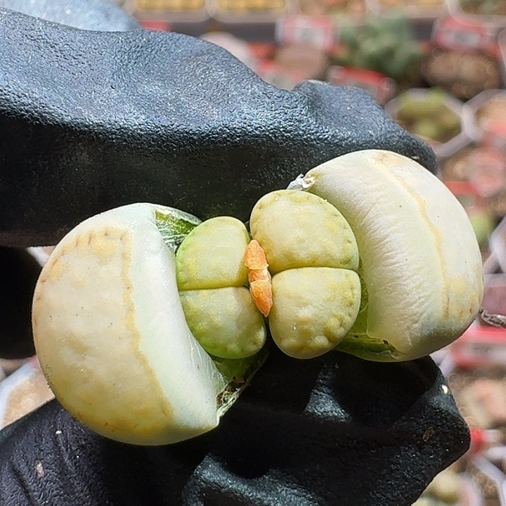 生石花223:：。 128