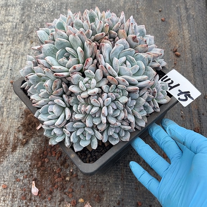 ****哈1121-15橙子多头多肉植物