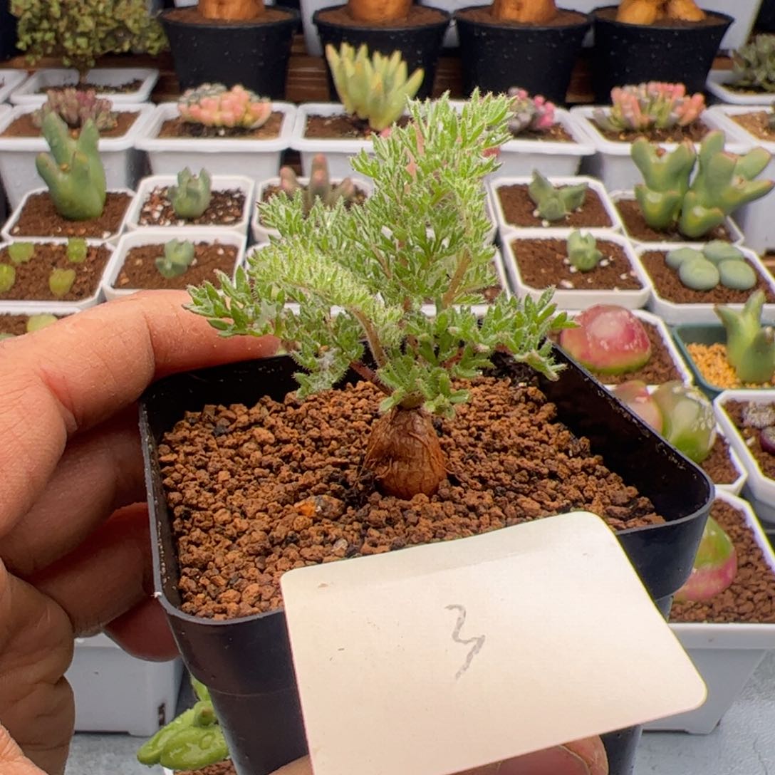 3.7枯木洋葵多肉植物3