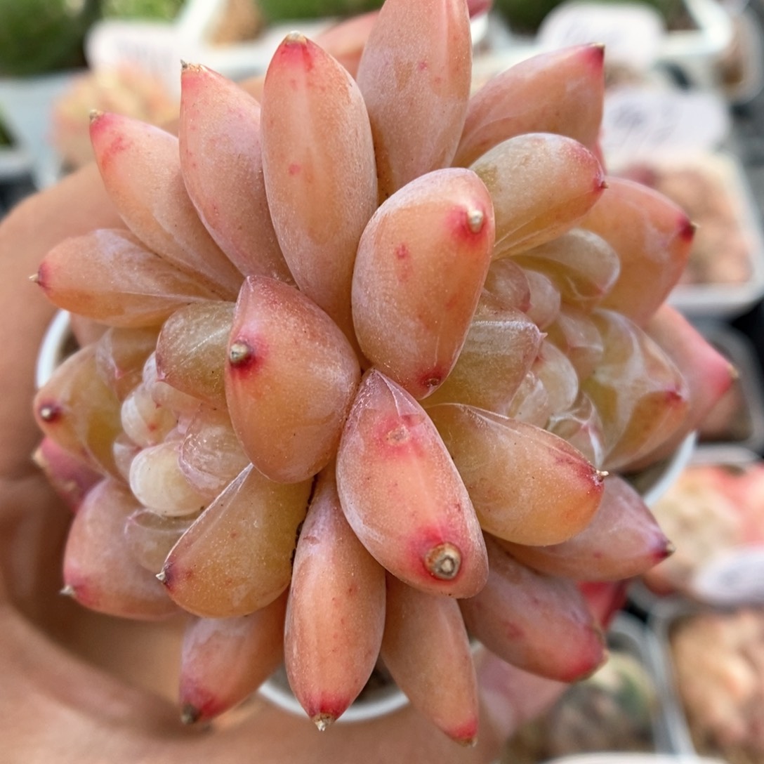 冰淇凌双头可拍906号。  