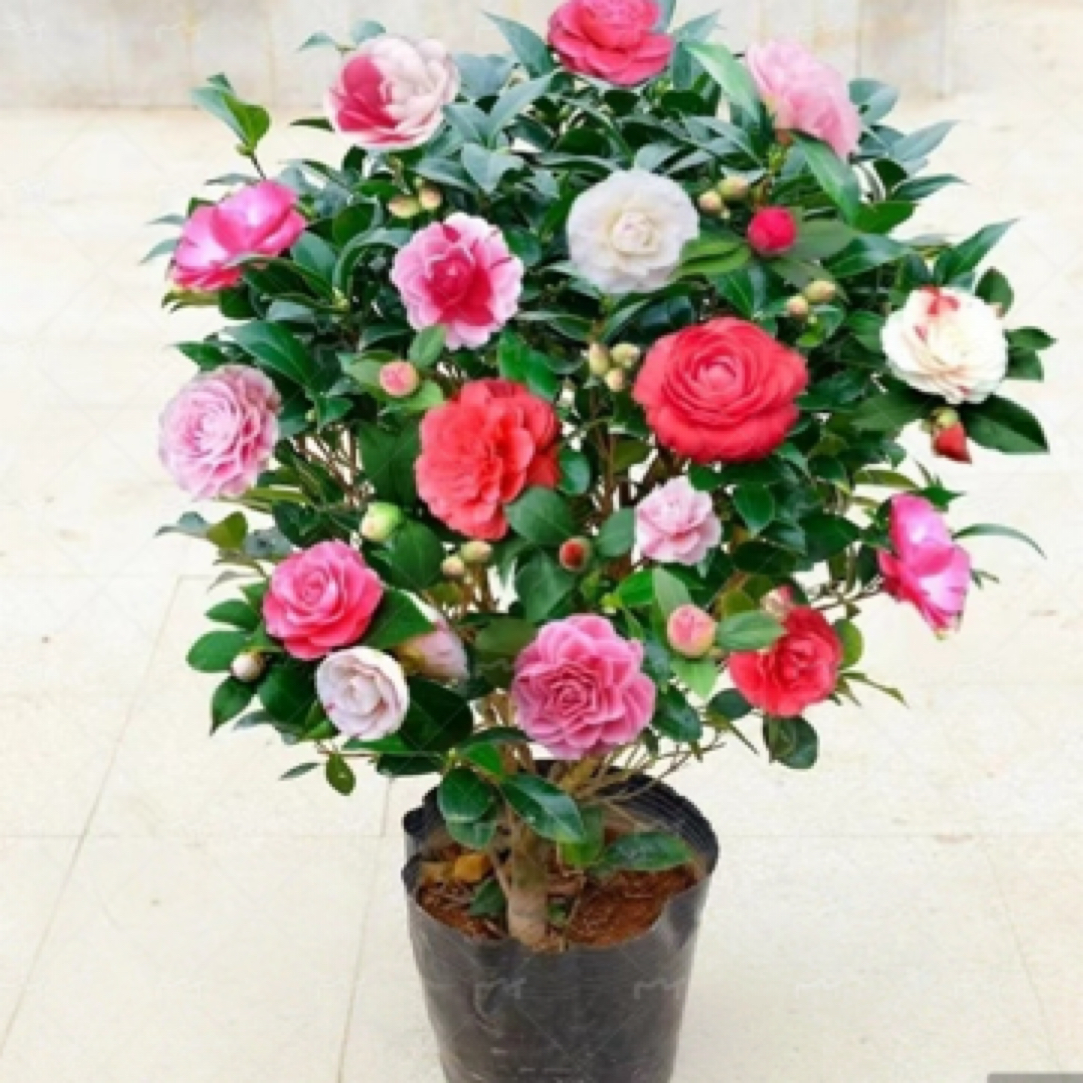 四季多色彩色五色茶花四季常青不带包