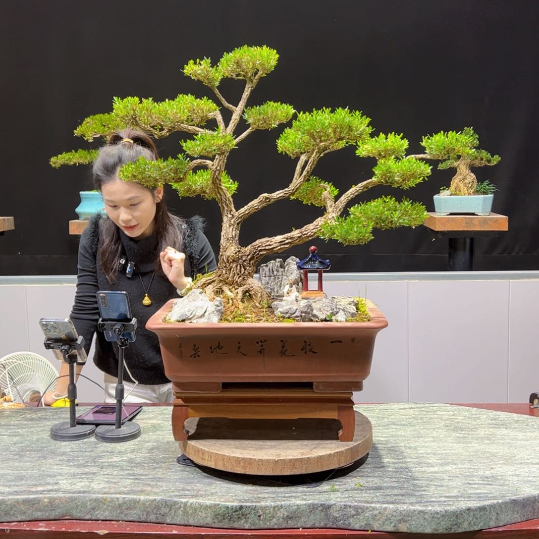 绿植黄杨盆景盆景