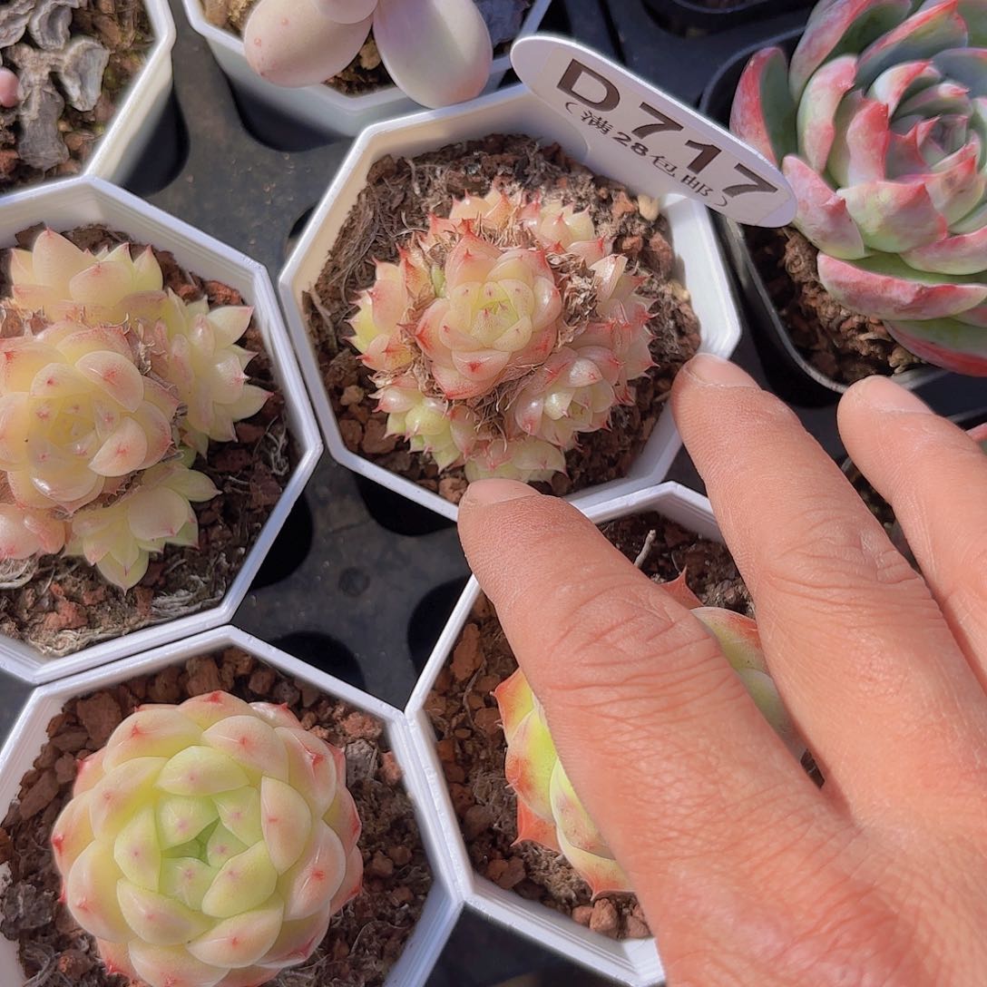 D718麦秆群一物一拍