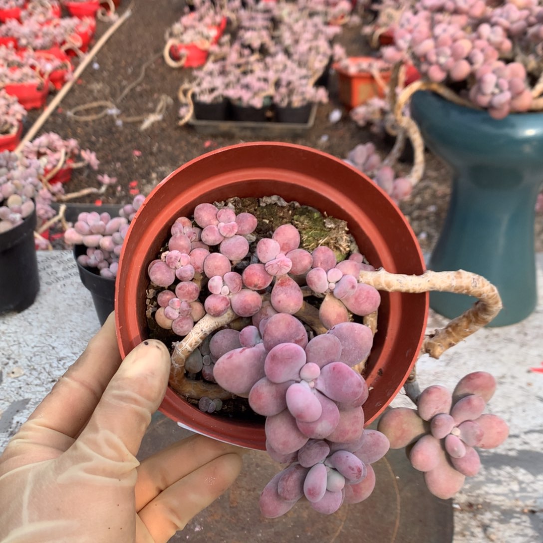 桃蛋老桩9号不带盆