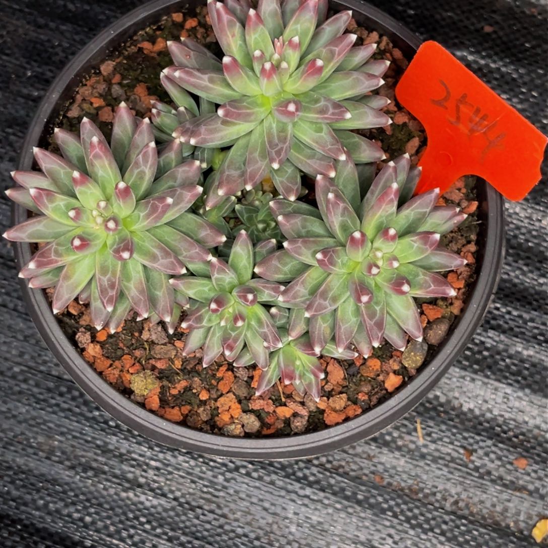 2544号晚上多肉植物群生多肉