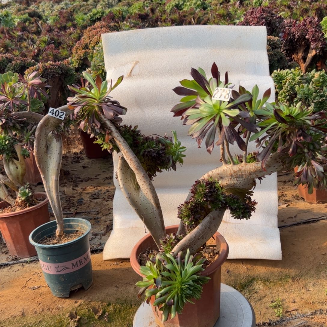 双翅膀278冠服45厘米