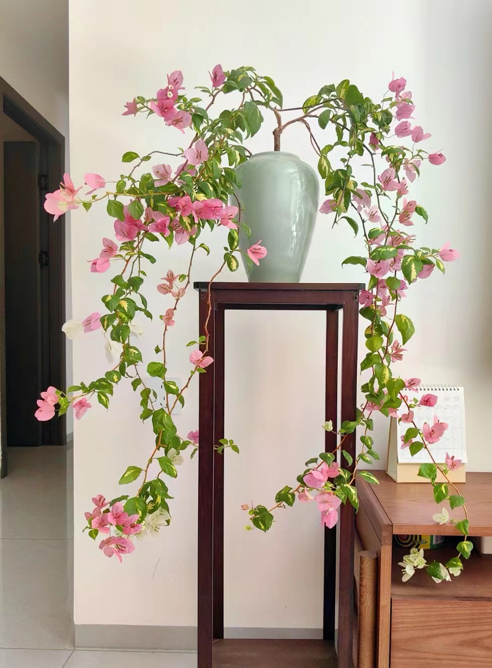 [改价链接]直播间一物一拍精品三角梅原盆原土基地直发