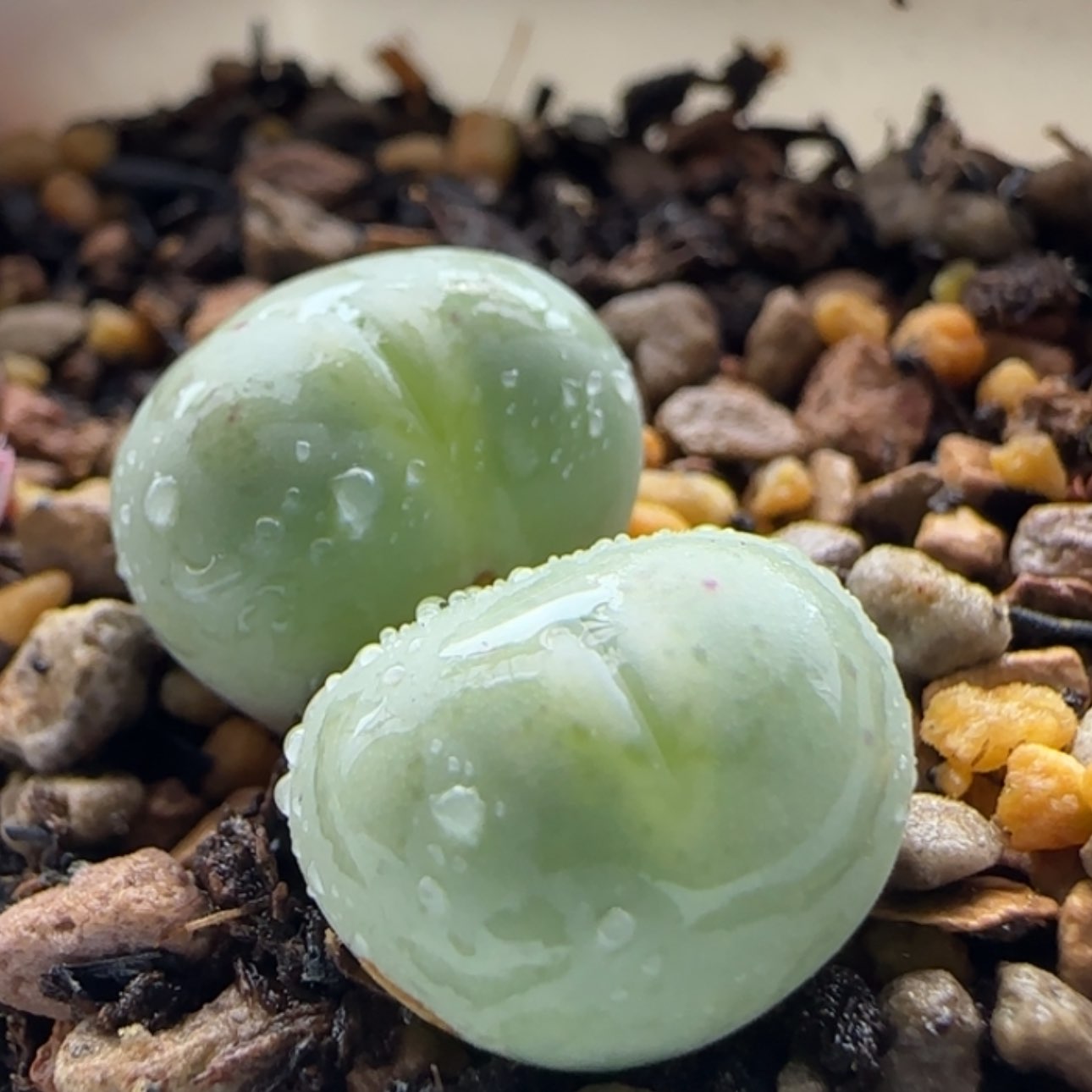 【闪购商品】20654爱心粉拳拳   