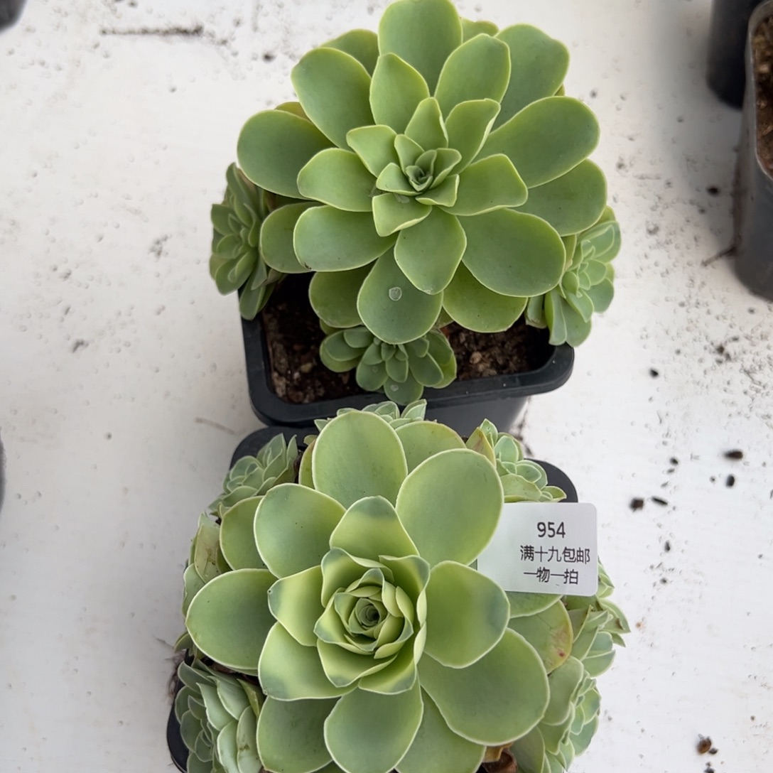 954 山地玫瑰基地带盆土