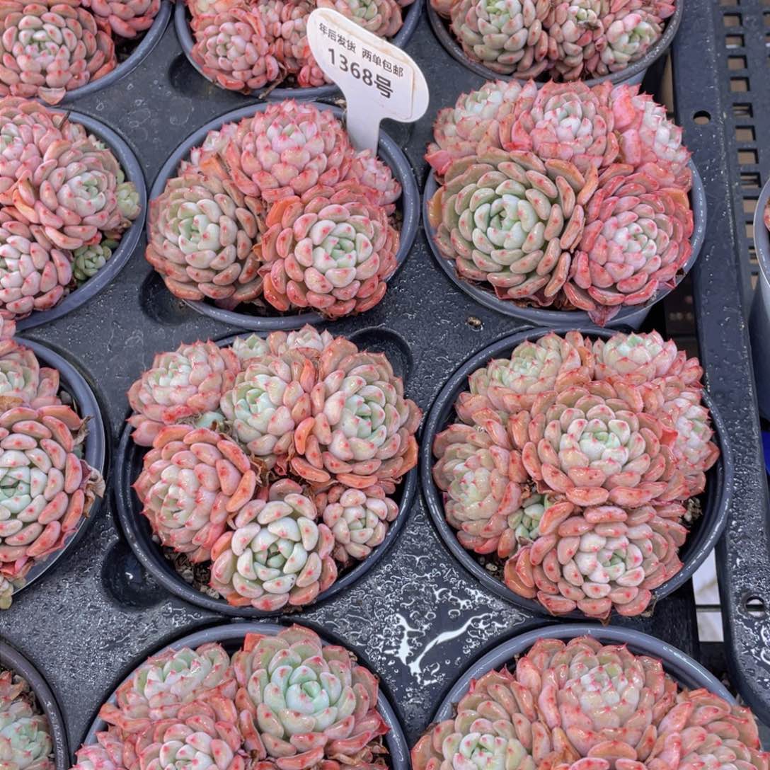 1368号可爱泡泡多头老桩群一个