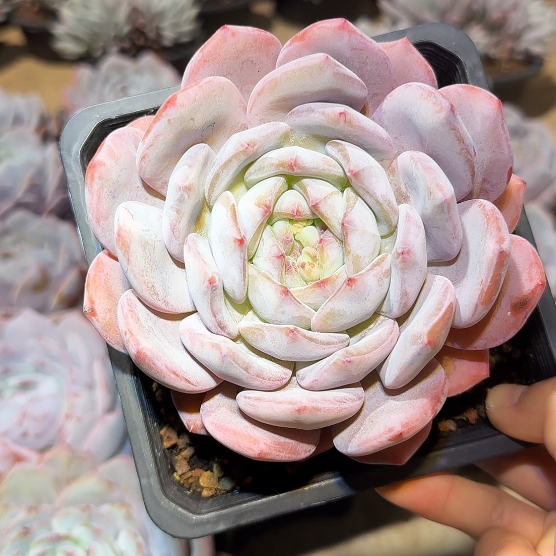 奶盖大单头15公分