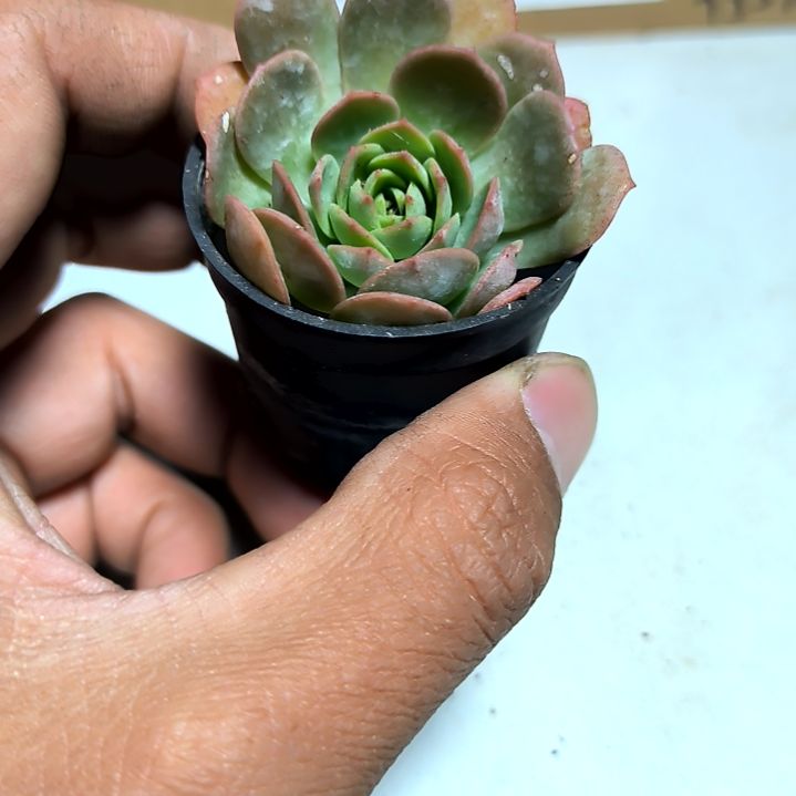 满6元包邮，绿蔷薇俩颗