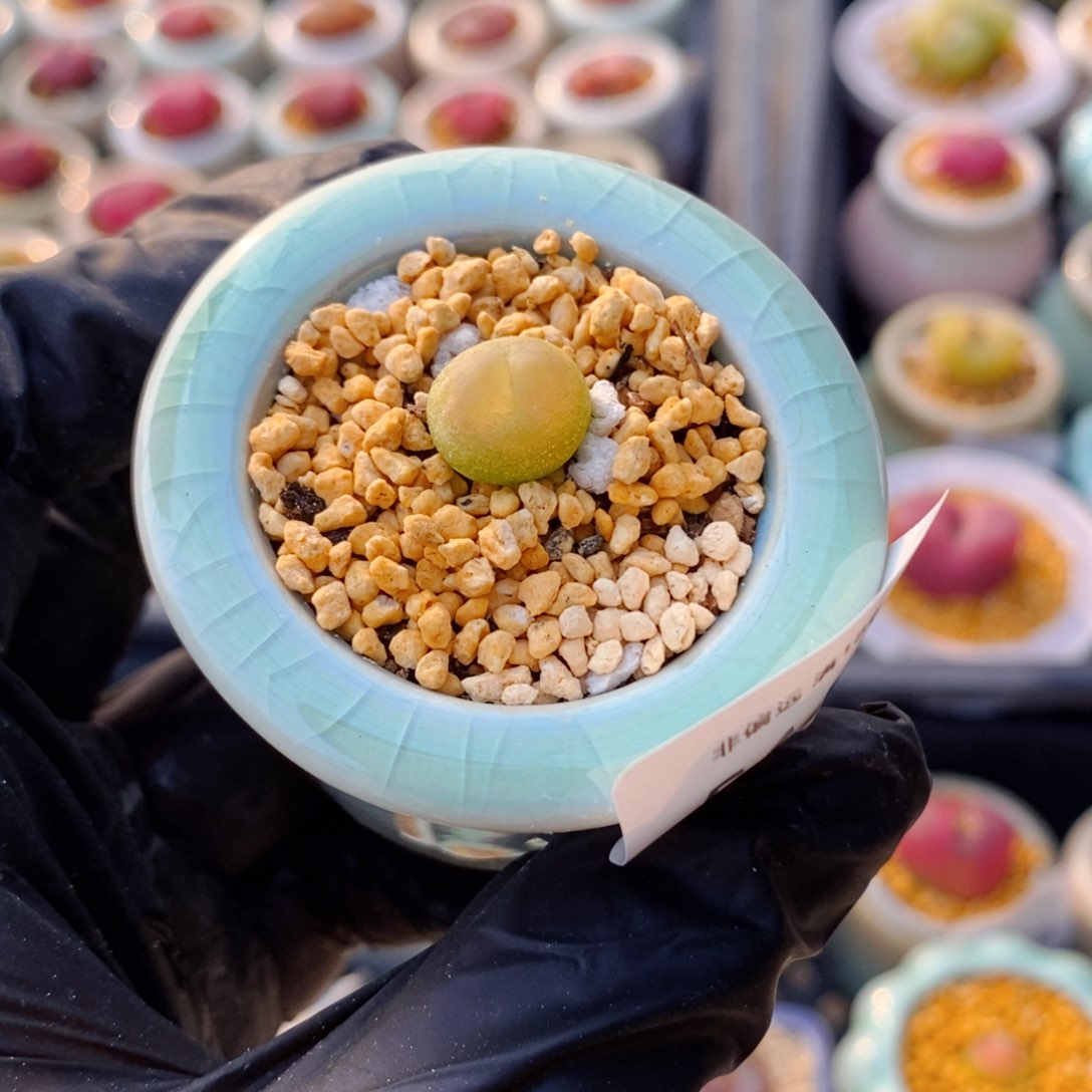 5644--一物一拍 带盆