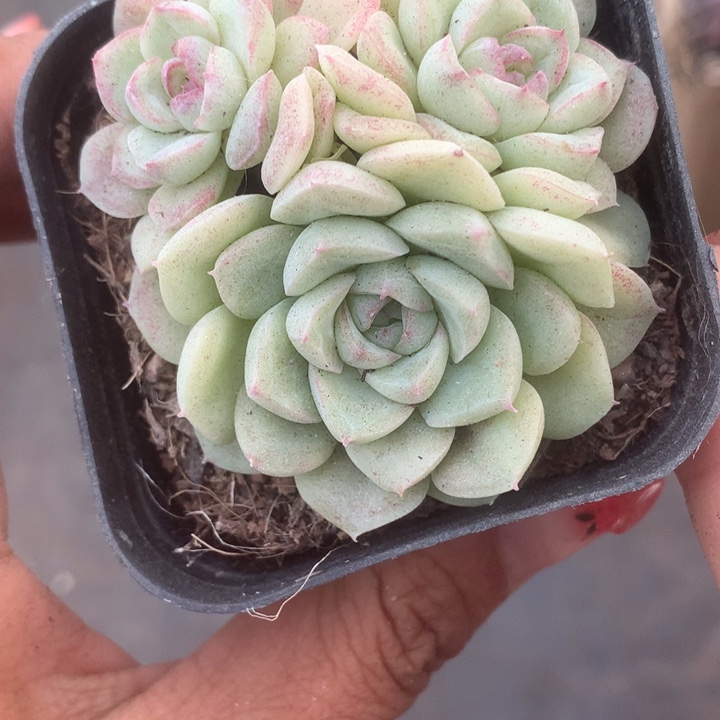 白天鹅群（满9.99包邮不满9.99发叶子）