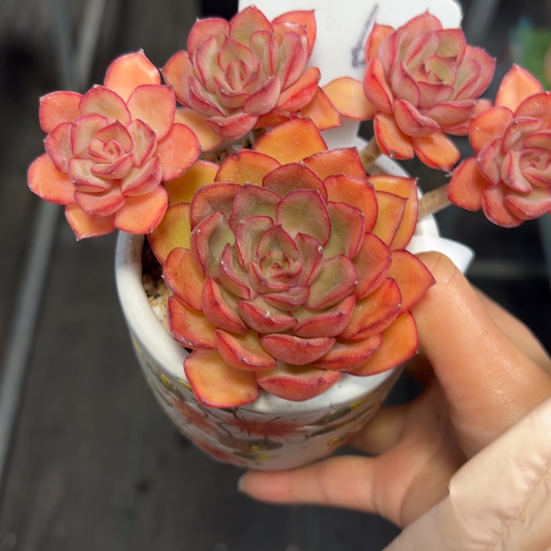 057 满38包邮一物一拍