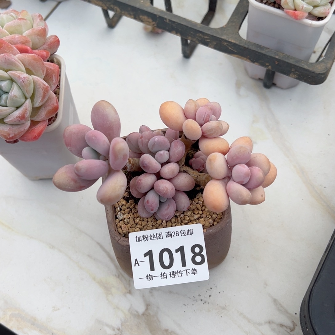 桃蛋多肉多肉多肉多肉多肉多肉多肉