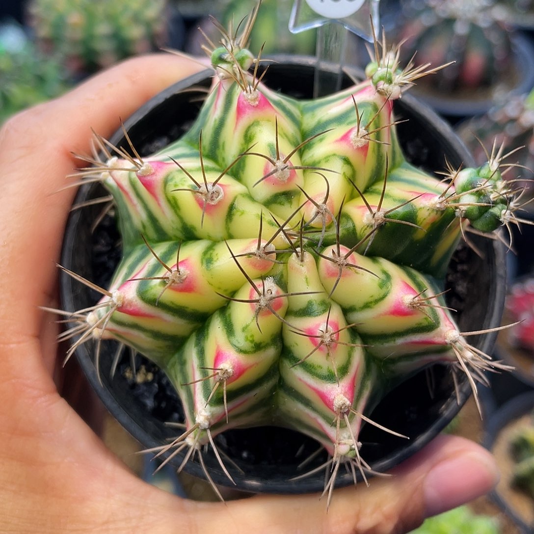 1-109米哈锦花田6.6厘米