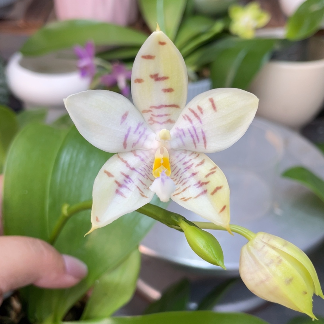 完全开放Yc82开花株