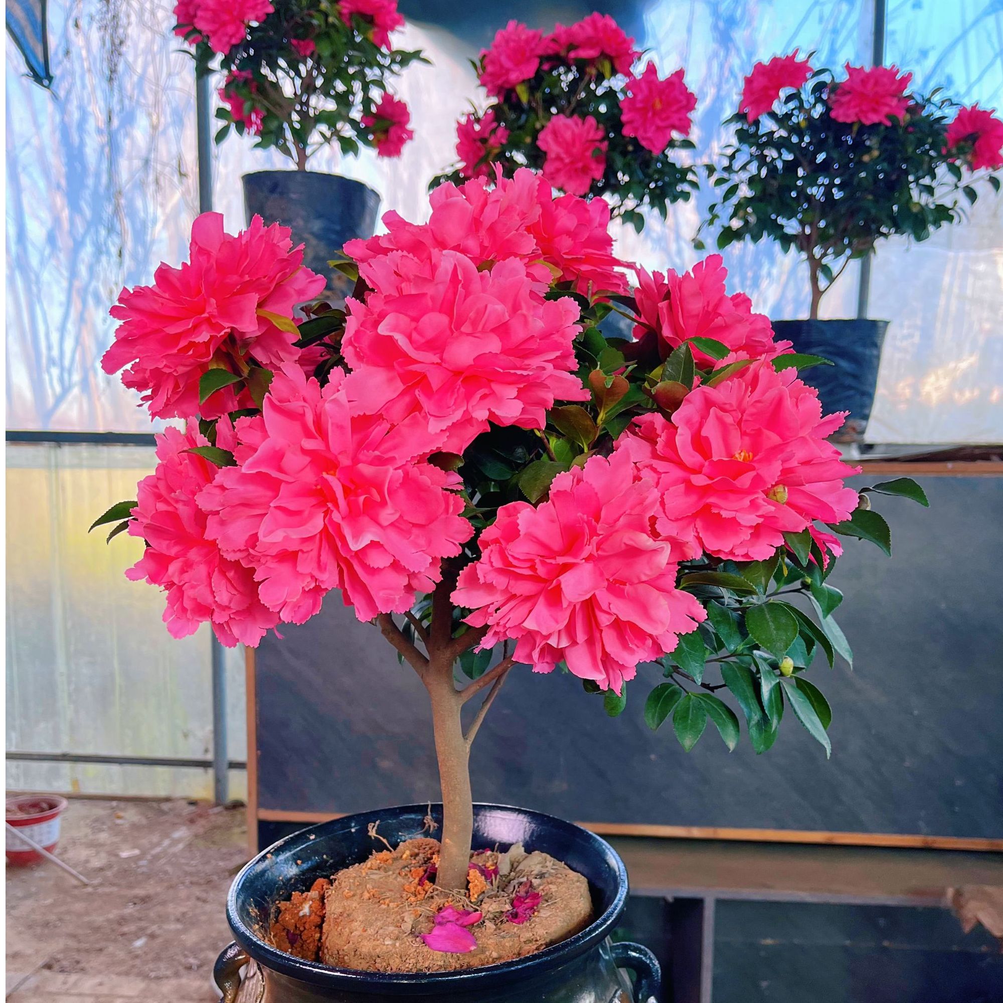 Z耐寒年宵花【香水冬牡丹】带花苞阳台庭院办公室盆栽地栽好养花卉