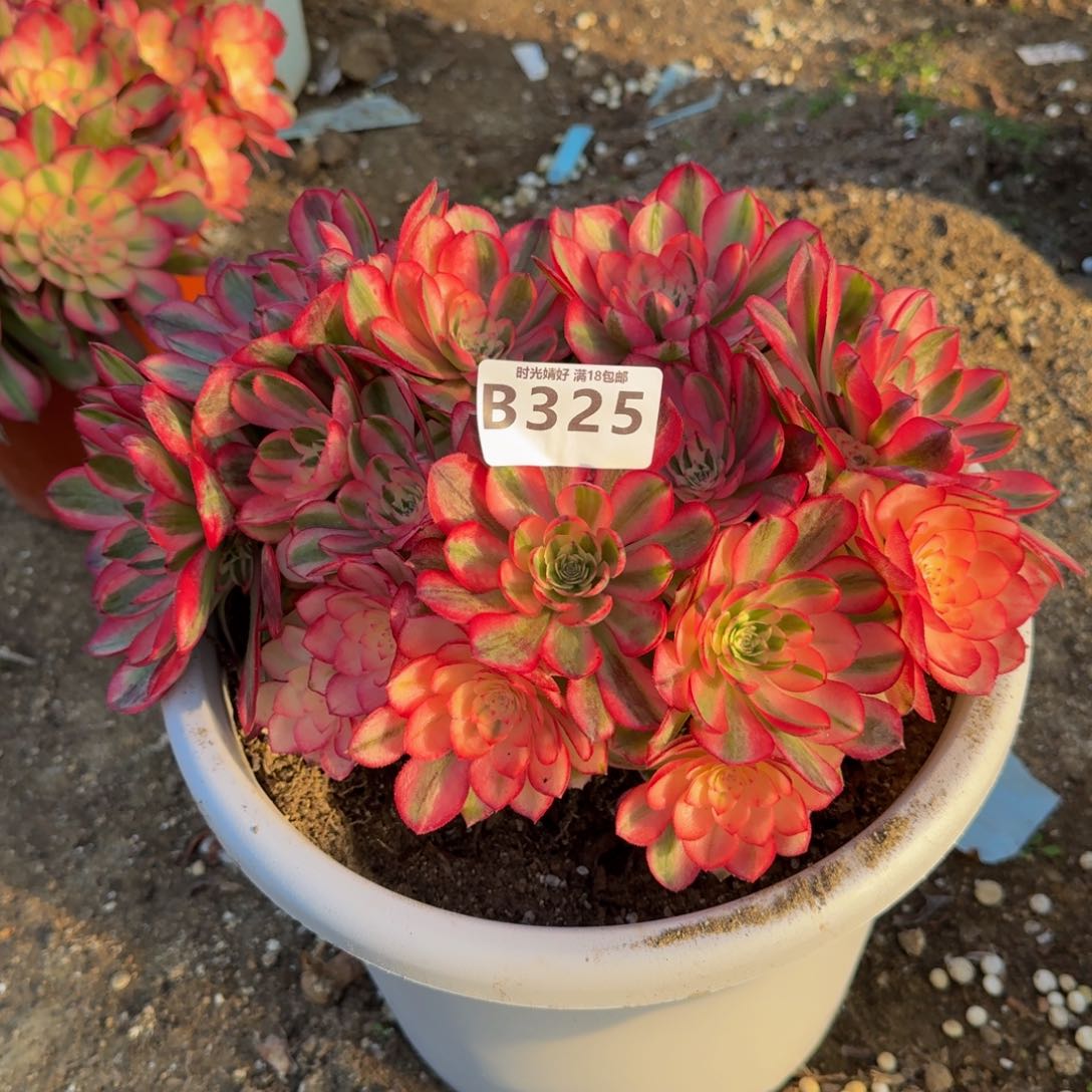 325荔枝。多肉植物