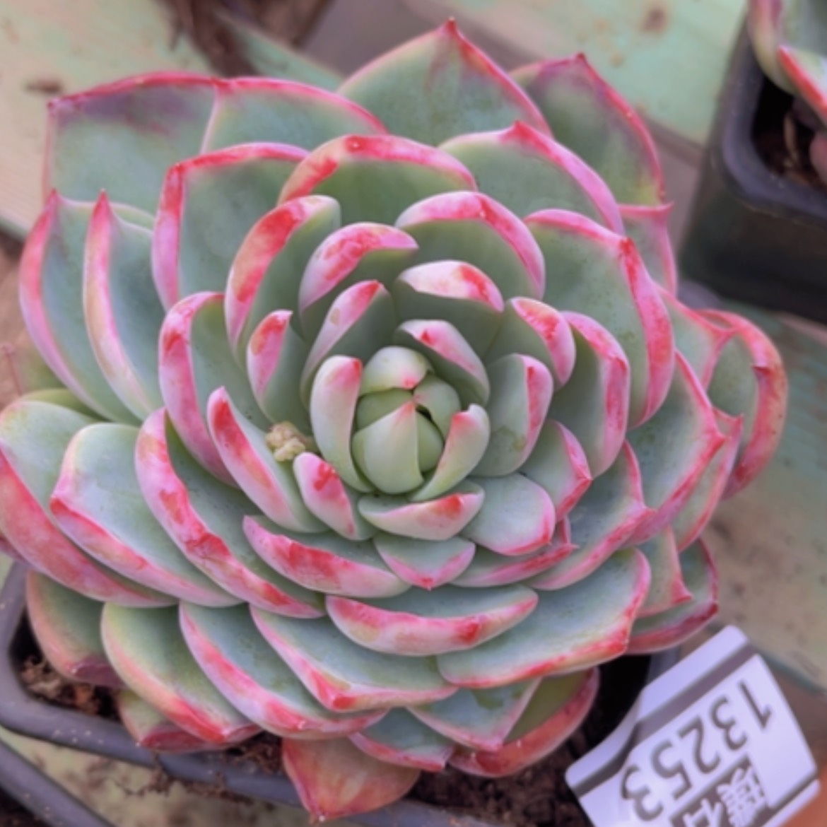 【闪购商品】惊鸿仙子13253