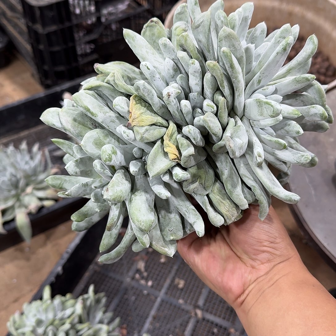 星***尘多肉植物仙女杯飞哥