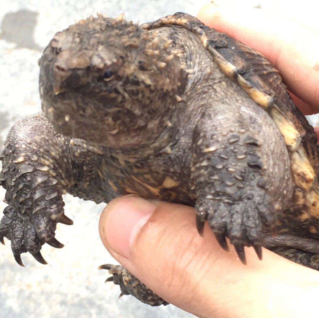 鳄龟霸气凶猛观赏淡水食肉龟宠物龟