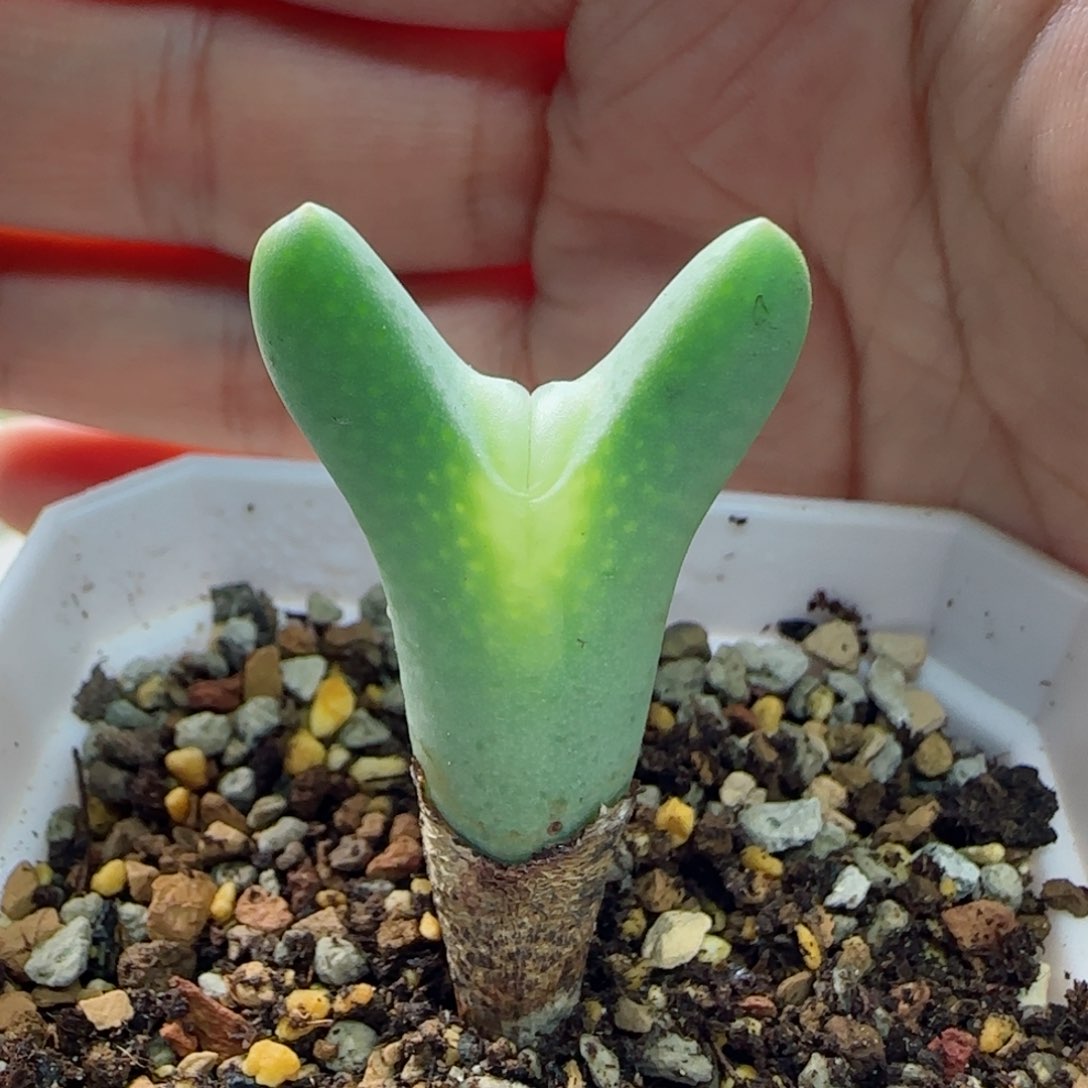 1-21-7-1当天满58包邮超嘟嘴皮卡丘多肉脱土