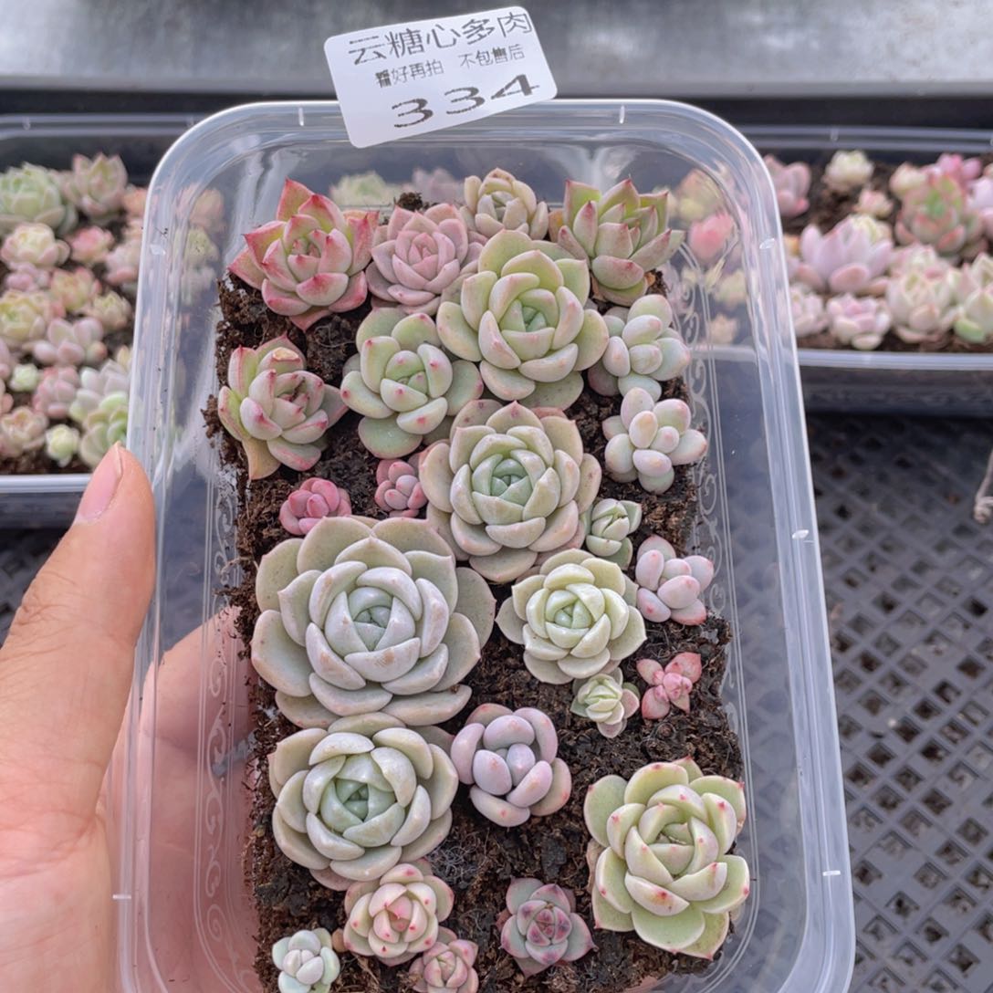 云糖心多肉植物334