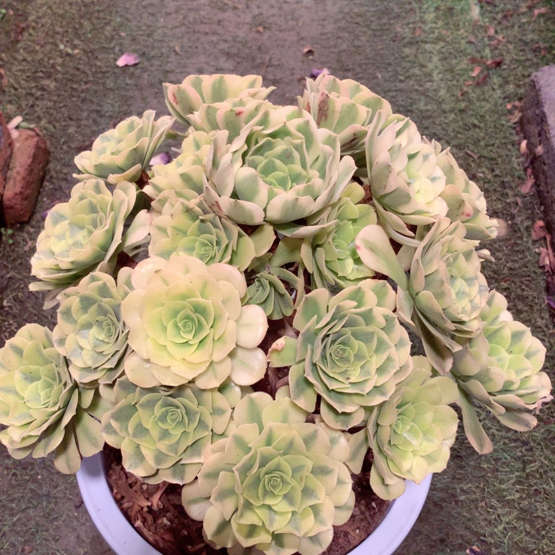 绿豆沙，多肉植物的