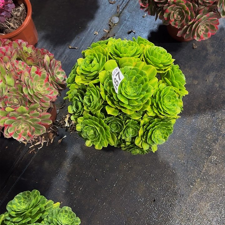 000000000000000000487翡翠