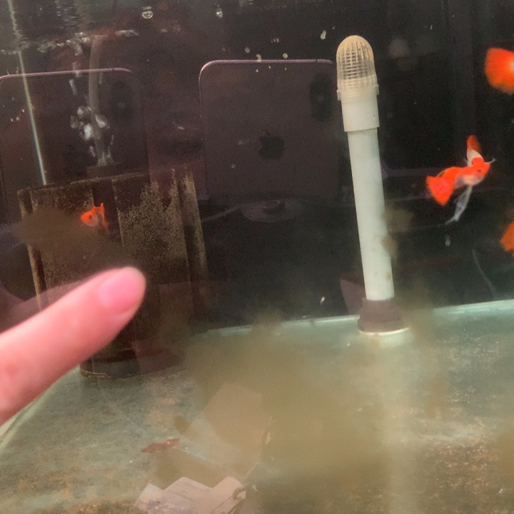 孔雀鱼红头玻璃猫缎带清缸5对