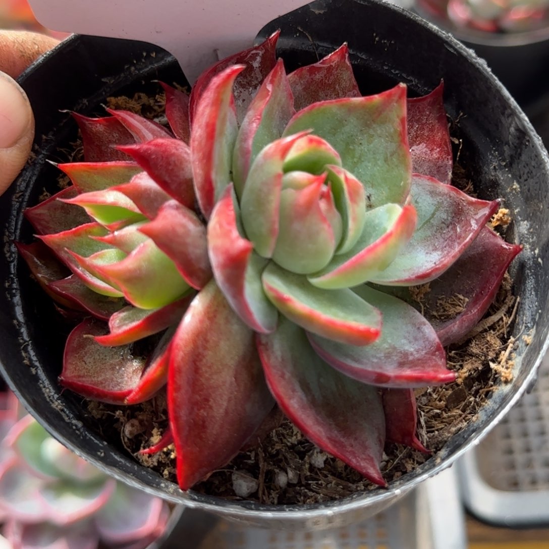 惊鸿一物一拍包装收缩花旱288